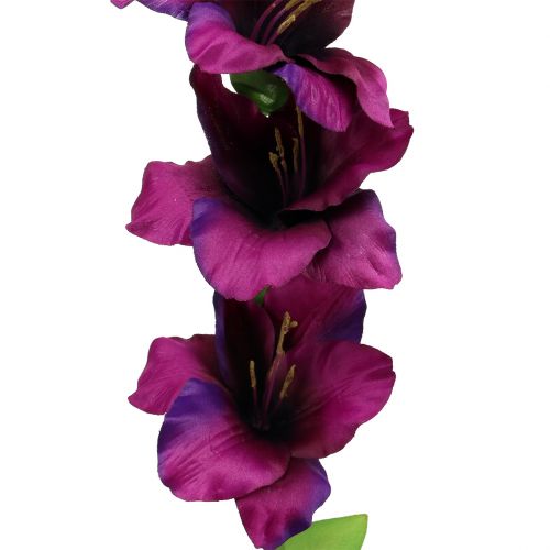Itens Gladiolus roxo escuro 86 cm