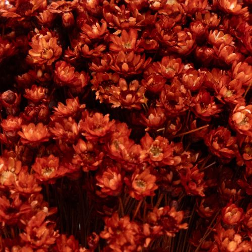 Itens Buquê de flores secas, um charmoso complemento para vasos ou arranjos, 44 cm