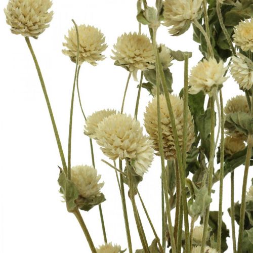 Floristik24 Flor Seca, Globo Amaranto, Gomphrena Globosa Branco L49cm 45g