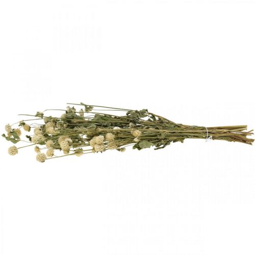 Floristik24 Flor Seca, Globo Amaranto, Gomphrena Globosa Branco L49cm 45g