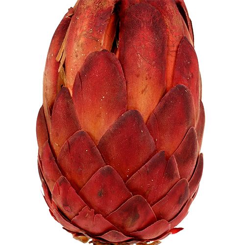 Itens Grandiceps vermelho 25 unidades