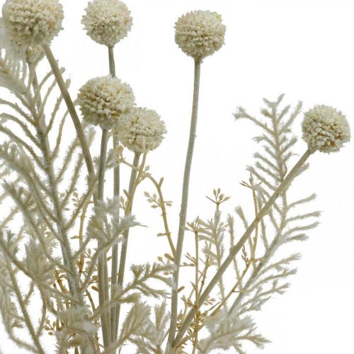 Itens Gramíneas secas relva dos pampas artificiais creme allium, bege H60cm