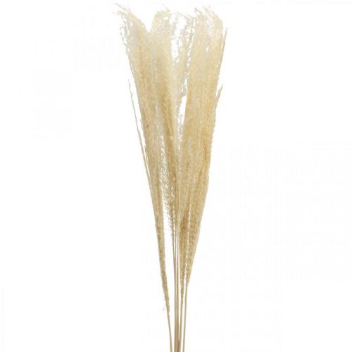Floristik24 Grama decorativa seca grama ornamental natural decoração seca 6 hastes