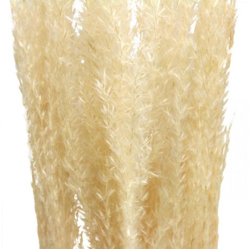 Floristik24 Grama decorativa seca grama ornamental natural decoração seca 6 hastes