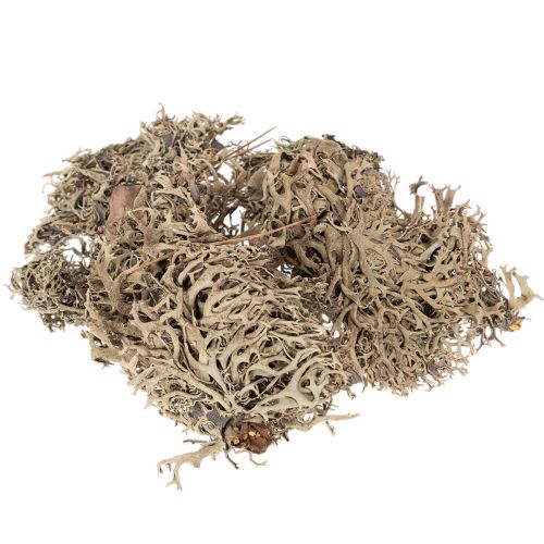 Musgo decorativo, musgo cinza para artesanato, 500g