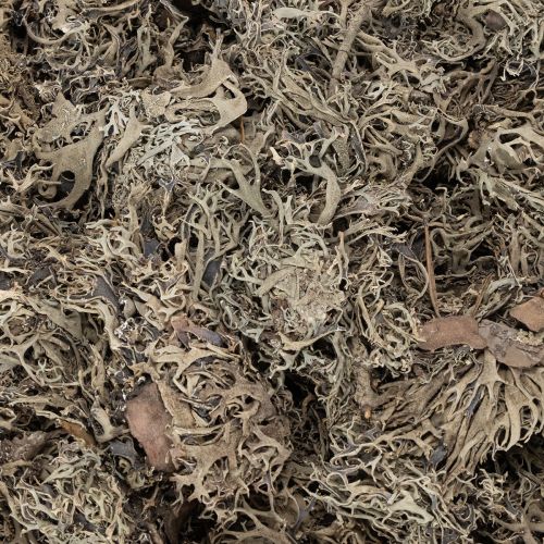 Musgo decorativo, musgo cinza para artesanato, 500g | Floristik24.pt