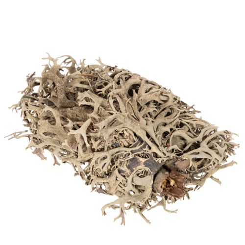 Musgo decorativo, musgo cinza para artesanato, 500g | Floristik24.pt