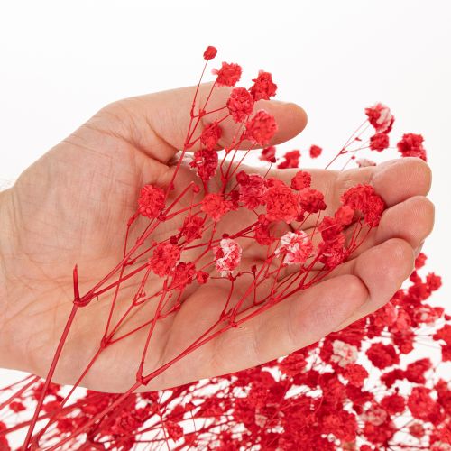 Gipsofila seca (Gypsophila) - Ramo de 75 cm - 100 g | Floristik24.pt