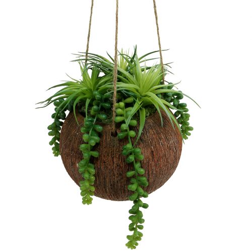 Floristik24 Suculentas penduradas na panela C 60cm Ø16cm