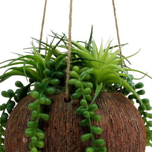 Floristik24 Suculentas penduradas na panela C 60cm Ø16cm