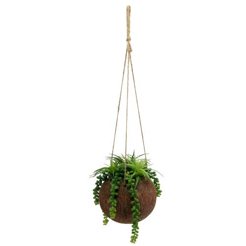 Floristik24 Suculentas penduradas na panela C 60cm Ø16cm