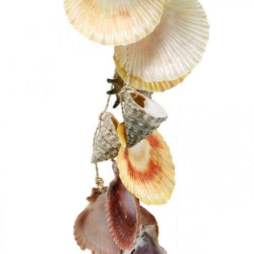 Floristik24 Tigela para coco com casca, tigela para plantas naturais, coco como cesto suspenso Ø13,5/11,5cm, conjunto de 2