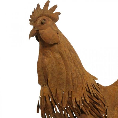 Floristik24 Galo enferrujado decoração de jardim pátina decoração figura de metal 58×13×50cm