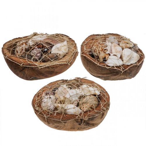 Floristik24 Meia casca de coco conchas decorativas conchas de caracol decorativas 18–19cm 3 unid.