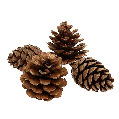 Itens Cones Halepensis naturais 5kg