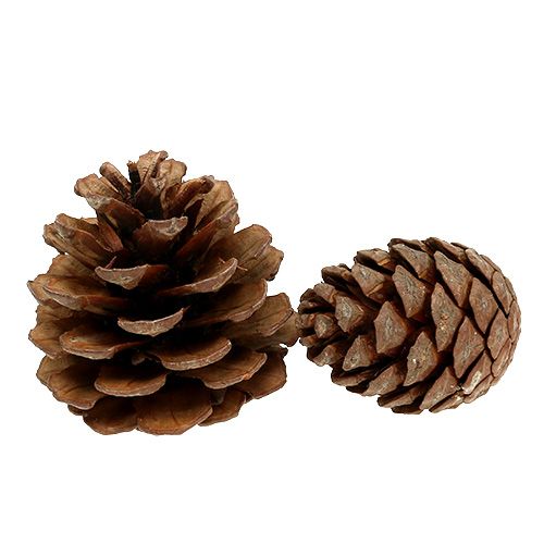 Itens Cones Halepensis naturais 5kg