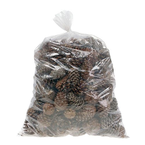 Itens Cones Halepensis naturais 5kg