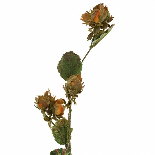 Floristik24 Ramo de avelã verde / marrom 84cm