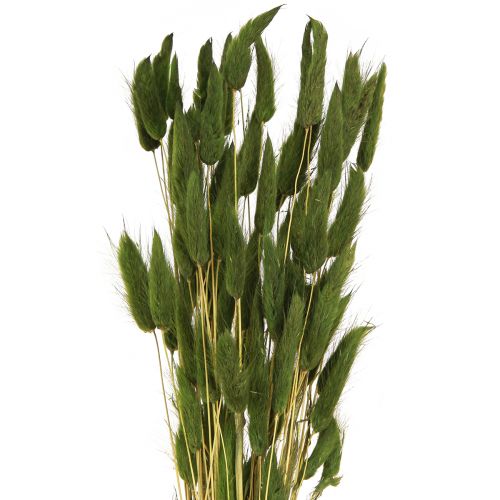 Itens Grama Rabo de Coelho Lagurus Verde Seco 50-60cm 50g