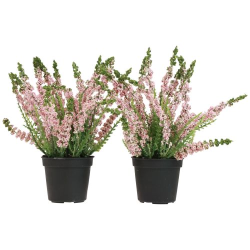Floristik24 Erika urze vassoura urze em vaso rosa Alt.17cm conjunto de 2