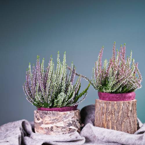 Floristik24 Vaso para plantas em madeira de olmo Ø16-18cm H15cm