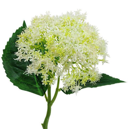 Floristik24 Branco Ancião 42cm