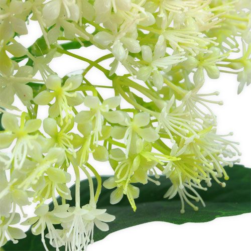 Floristik24 Branco Ancião 42cm