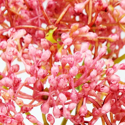 Itens Ramo de flor de sabugueiro rosa 54,5 cm 4 unidades