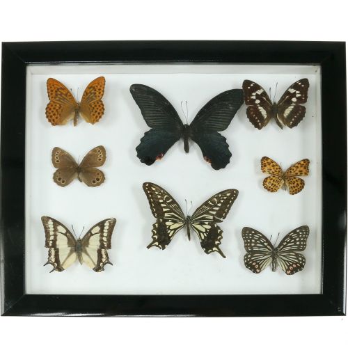 Floristik24 Vitrine de borboleta de 28 cm x 25 cm