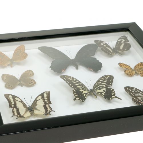Floristik24 Vitrine de borboleta de 28 cm x 25 cm