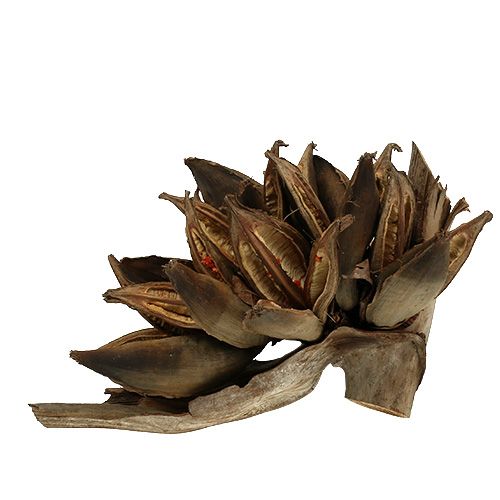 Penca Sororoca Natural em Madeira 1ud