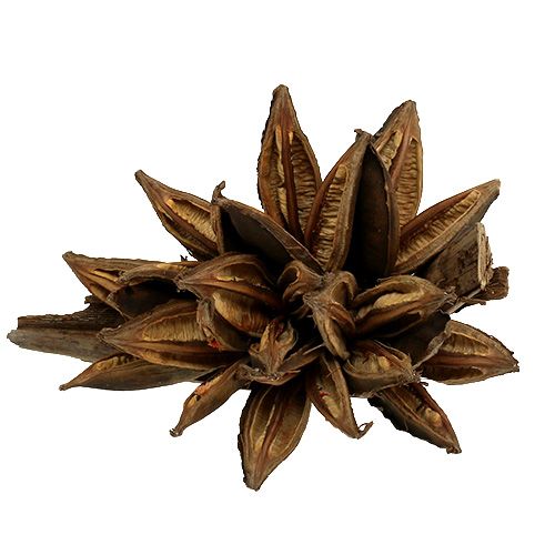 Floristik24 Penca Sororoca Natural em Madeira 1ud