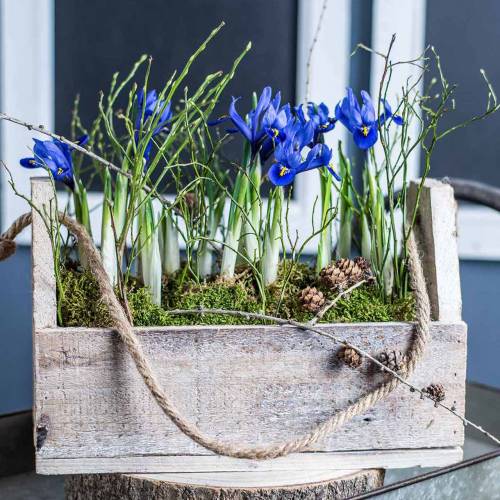 Floristik24 Caixa de madeira para plantar, caixa de ferramentas, caixa de planta com alça, decoração de madeira 30cm
