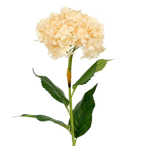 Floristik24 Creme de hortênsia 80cm 1p