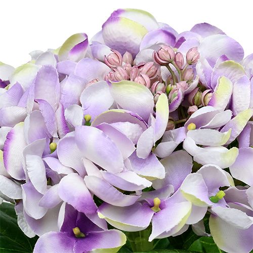 Floristik24 Hortênsia roxa-branca 60 cm