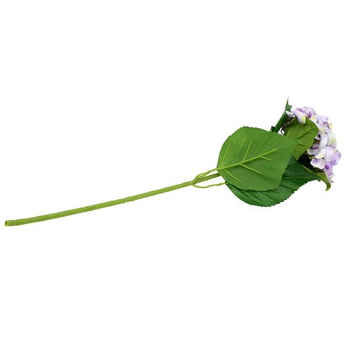 Floristik24 Hortênsia roxa-branca 60 cm