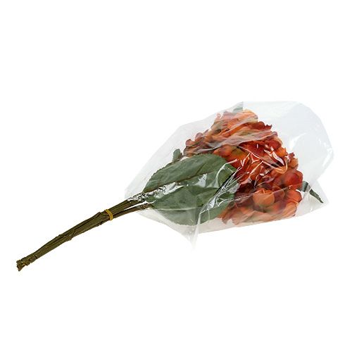 Floristik24 Laranja Hortênsia 30cm 3pcs