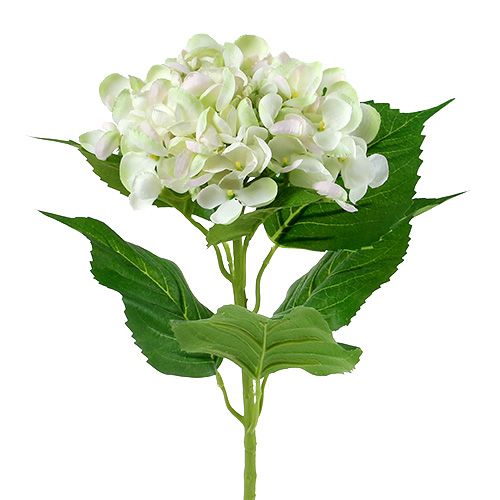 Hortênsia branco-verde 60cm | Floristik24.pt