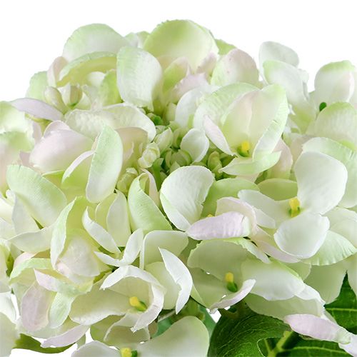 Hortênsia branco-verde 60cm | Floristik24.pt