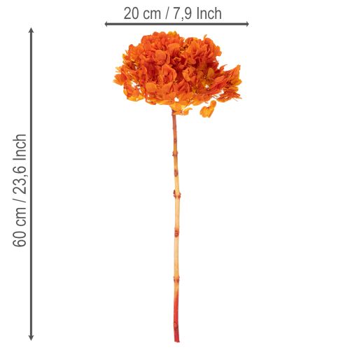 Hortênsia preservada e tingida, flor grande com caule longo, 60 cm | Floristik24.pt