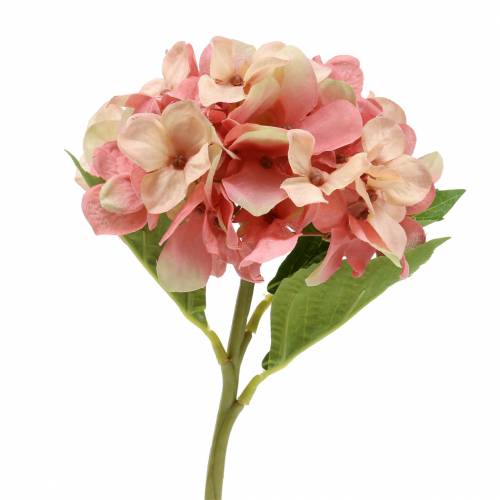 Floristik24 Hortênsia bege/rosa 35cm
