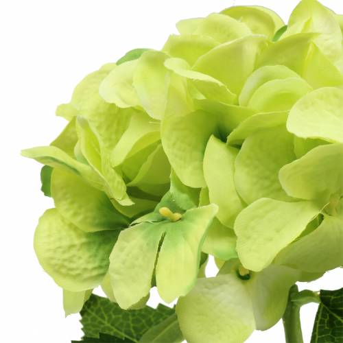 Floristik24 Hortênsia verde 54cm