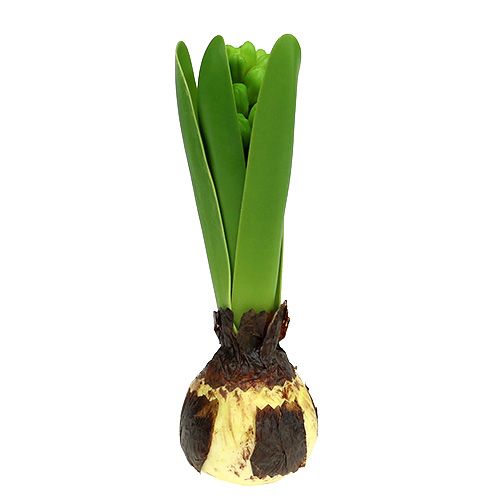 Floristik24 Jacinto verde 15 cm com cebola 3 unidades
