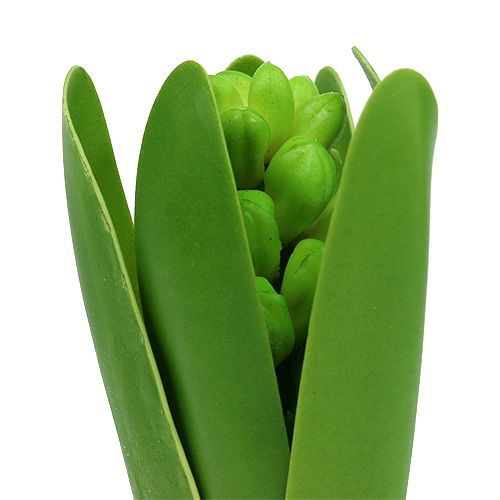 Floristik24 Jacinto verde 15 cm com cebola 3 unidades