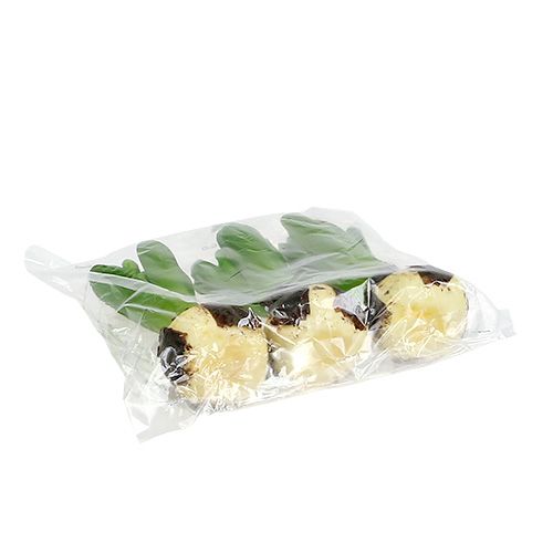 Floristik24 Jacinto verde 15 cm com cebola 3 unidades