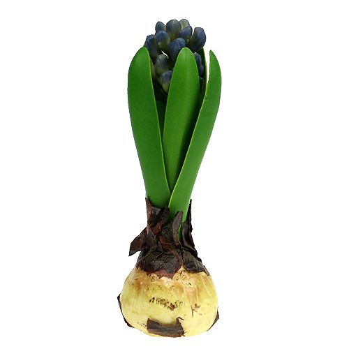 Floristik24 Jacinto com azul cebola 15 cm 3 unidades