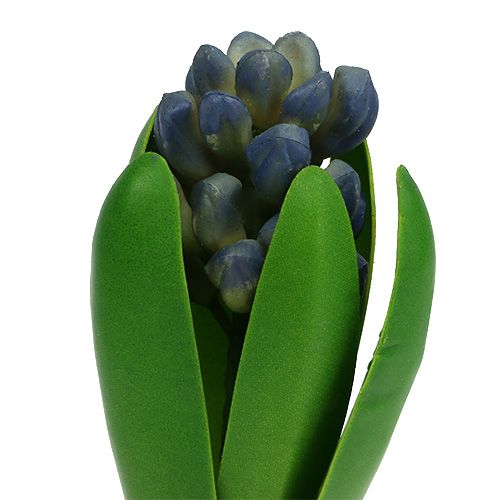 Floristik24 Jacinto com azul cebola 15 cm 3 unidades