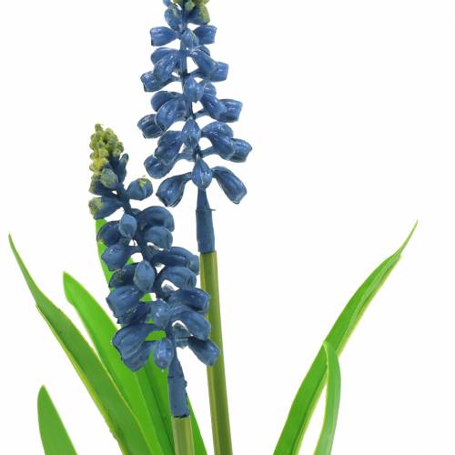 Floristik24 Jacinto de uva em vaso de bétula azul 24cm