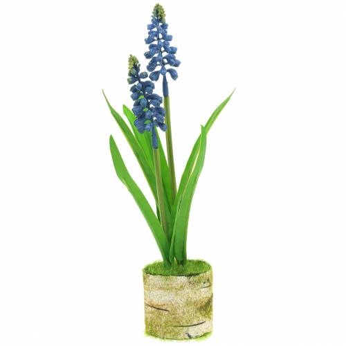 Floristik24 Jacinto de uva em vaso de bétula azul 24cm