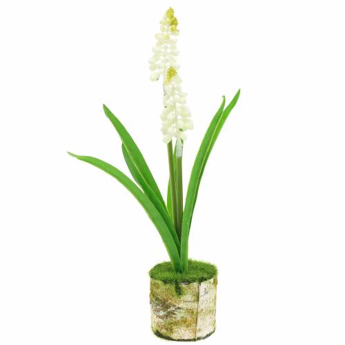 Jacinto de uva em vaso de bétula branco 24cm